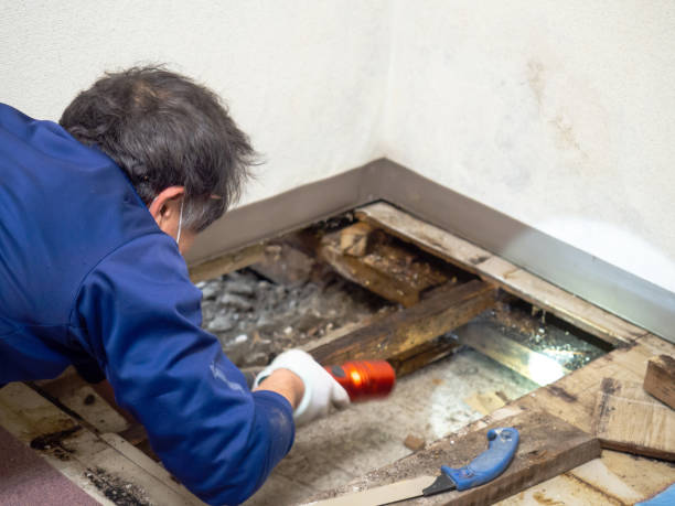 Best Mold Removal Process  in Flemington, GA