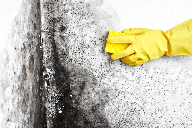 Best Certified Mold Removal  in Flemington, GA
