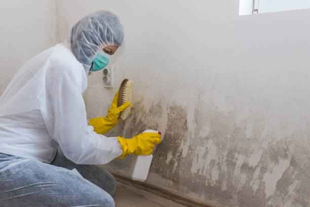 Mold Removal Process in Flemington, GA