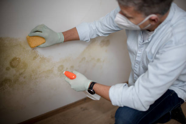 Best Emergency Mold Removal  in Flemington, GA