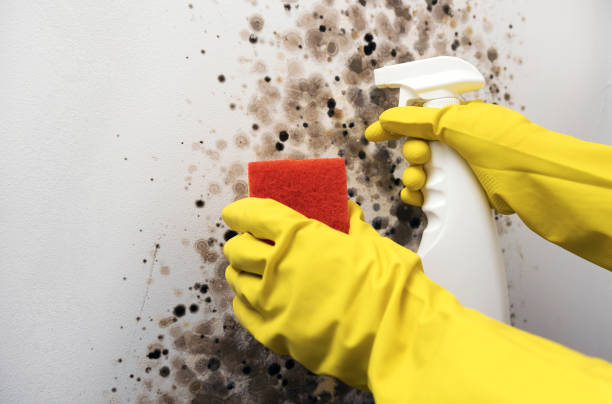 Trusted Flemington, GA Mold Removal Experts